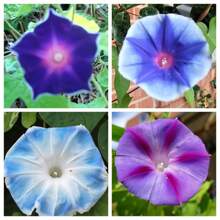 250 Pezzi Misti Di Semi Di Campanula Giapponese, Piante Di Ipomoea, Semi Di Verdure, Piante Di Hosta, Piante Vive, Piante Da Giardino, Semi Di Fiori Per Esterni, Semi Di Fiori Da Piantare, Tutte Piante Vive, No Semi, Piante Vive In , Protezione Antizanzare Per Il Giardino, Piante Perenni Per Esterni