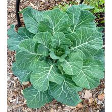 1000+ Vegetable Garden Growing Turnip Seeds 606 ,Fruitful Variety Seed Assortment,High Germination Rates - 1000 - View 1