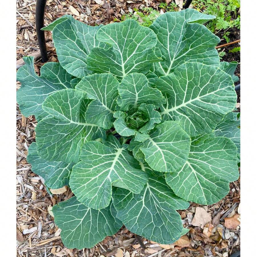 1000+ Vegetable Garden Growing Turnip Seeds 606 ,Fruitful Variety Seed Assortment,High Germination Rates - 1000 - View 1