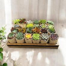 Assorted Potted Succulents - Grower's Choice Live Houseplants Plants Live   Vegetable Seeds Seeds Hosta Plants Live Plants Plants Gardening Flower Seeds Plant Flowers For Outside Semillas De Flores Para Sembrar Gardening  All  Live Plants Not Seeds Live Plants  Plants For Outside Mosquito Repellent Outdoor Garden Perennial Plants Seeds For Planting Live Plants  Not Seeds Perennial Flower Seeds Plant Seeds
