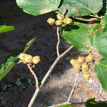 15 Witch Hazel Hamamelis Virginiana Seeds - SEED - View 2