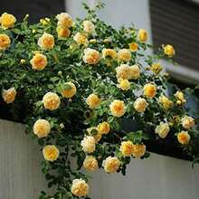Climbing Fuchsia Roses - Choose The Color- 20 Seeds -Code381