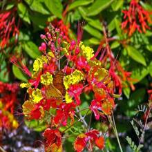 DWARF POINCIANA Flower-20Seeds