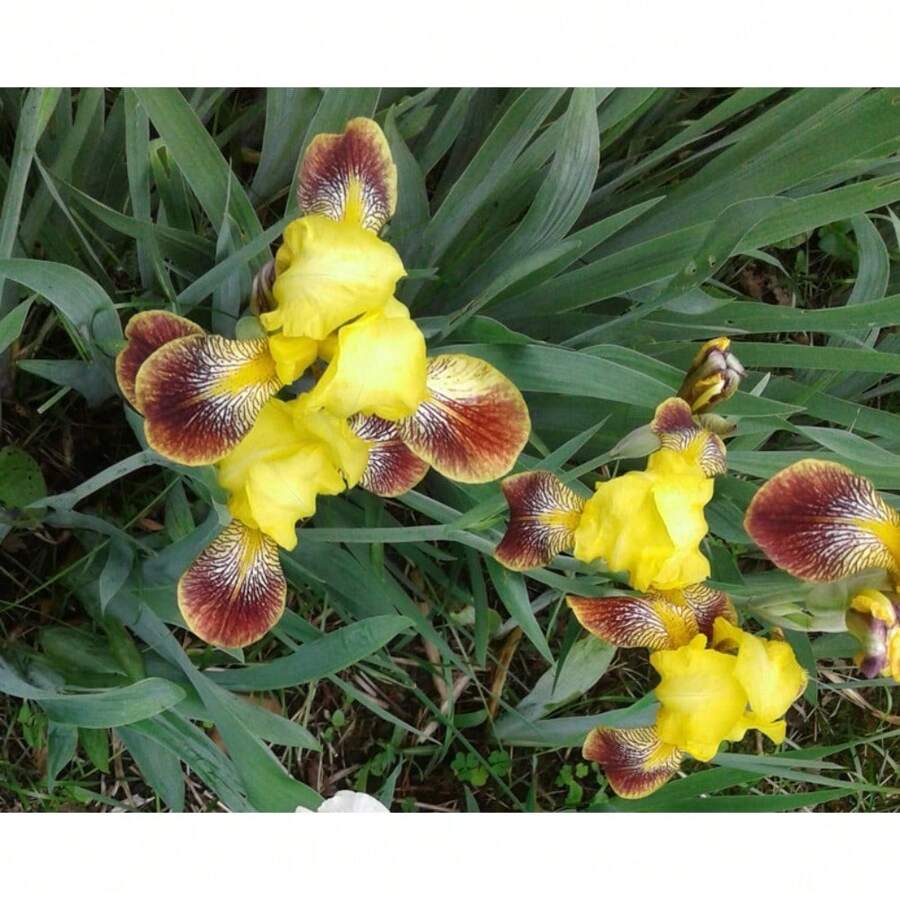 100 Heirloom Iris Seeds: Add A Touch Of Elegance With Fragrant, Easy-To-Grow Perennials