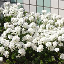 Seeds Candytuft Plants Live Candytuft Plants In A Inches Pot For Planting White Flowering Plants Live For Fall Planting Outdoor Flowers Plants Horticulture Nature