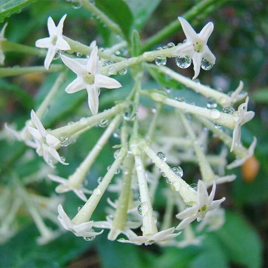 Nightshade 50 Jasmine Plant High-Quality Exclusive Seeds