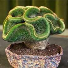 200 Pcs Rare Succulent Seeds Beautiful Flower Seeds Bonsai Seed Perennial Flowers Indoor Plants Grow Plant Planting Garden Home