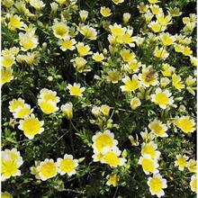 1800 Pieces Wild Foam Seeds - Unique White And Yellow Flowers - Non-Living Plants On , Vegetable Seeds, Hosta Plants, Live Plants, Garden Plants, Flowers For Outside, Semillas De Flores Para Sembrar, Garden , All  Live Plants, No Seeds, Live Plants, Garden Plants For Outside, Mosquito Repellent, Outdoor Garden, Perennial Plants, Seeds For Planting, Live Plants On , No Seeds, Perennial Flower Seeds, Plant Seeds - 1800 - View 2