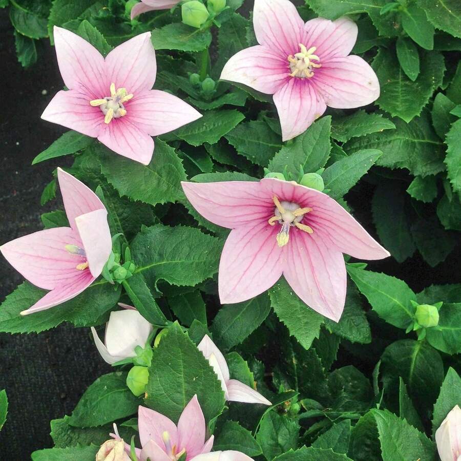 186pcs Perennial Rose Balloon Flower Seeds, Suitable For Planting - 186 - View 1