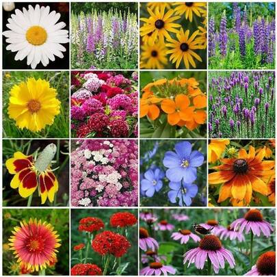 Mixed Rare Wildwer Seeds, Eye-Catching Landscape Design, Year-Round Sowing, Perfect For Home Gardening Planting -1000Traditional And Non GMO Seed Varieties
