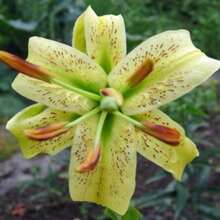 There Is Lilium Henryi.Citranum Tiger Lily 100 Seeds - Variant1 - View 4