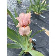 110 Heirloom Iris Seeds - The Ultimate Choice For Effortless, Beautiful Gardening