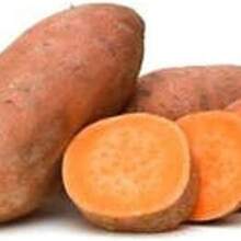 Seeds, Suitable For Planting, Nutritious And Delicious Vegetables, Sweet Potato Seeds Don't Need Roots 606 ,Fruitful Variety Seed Assortment,High Germination Rates