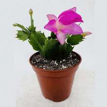 NO BAD SEED!Christmas Carnation Cactus Beautiful Indoor Plant, Fully Rooted In Seedling Pot 610