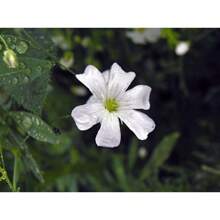 185 Stück Blumenpflanzung im Freien, einschließlich Aloe Vera Samen, lebende Pflanzen im Ausverkauf, Gemüsesamen, Hosta-Pflanzen, Gartenblumenpflanzung, Blumen für draußen, Semillas de Flores para sembrar, Garten-Ausverkauf, alle Ausverkaufspflanzen für draußen, Mückenschutzmittel, Gartenpflanzen für draußen, Samen für die Pflanzung von mehrjährigen Blumen, Pflanzensamen