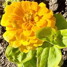 Dahlia Flowered Mix Zinnia Seeds - Zinnia Elegans - Pretty & Pollinator Friendly