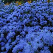 100 Seeds-Blue Floss Flower Seeds-Dwarf Blue-True Blue-Ageratum Houstonianum- Blueweed-Mexican Paintbrush-Beautiful And Fluffy Annual-Pv123