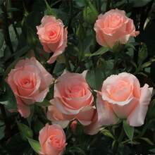 200pcs Pink Rose Seeds, Easy-To-Grow Flower Seedlings In All Seasons, Balcony Indoor Potted Flower Seeds Plants Live   Vegetable Seeds Seeds Hosta Plants Plants Gardening Flower Seeds Plant Flowers For Outside Semillas De Flores Para Sembrar Gardening  All  Plants For Outside Mosquito Repellent Outdoor Garden Plants Seeds For Planting Perennial Flower Seeds Plant Seeds