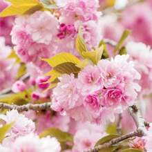 50pcs Rare Double Pink Cherry Blossom Tree Heirloom Garden Se Plants Live   Vegetable Seeds Seeds Hosta Plants Live Plants Plants Gardening Flower Seeds Plant Flowers For Outside Semillas De Flores Para Sembrar Gardening  All  Live Plants Not Seeds Live Plants  Plants For Outside Mosquito Repellent Outdoor Garden Perennial Plants Seeds For Planting Live Plants  Not Seeds Perennial Flower Seeds Plant Seeds
