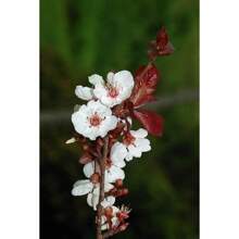Cherry Plum Tree Seeds For Planting - Prunus Cerasifera - Pop Plants Live   Vegetable Seeds Seeds Hosta Plants Live Plants Plants Gardening Flower Seeds Plant Flowers For Outside Semillas De Flores Para Sembrar Gardening  All  Live Plants Not Seeds Live Plants  Plants For Outside Mosquito Repellent Outdoor Garden Perennial Plants Seeds For Planting Live Plants  Not Seeds Perennial Flower Seeds Plant Seeds