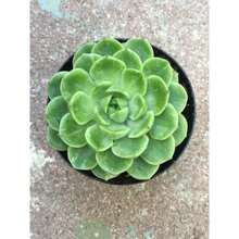 4in Live Succulent Plants Indoor Plant Outdoor Garden Decorat Plants Live   Vegetable Seeds Seeds Hosta Plants Live Plants Plants Gardening Flower Seeds Plant Flowers For Outside Semillas De Flores Para Sembrar Gardening  All  Live Plants Not Seeds Live Plants  Plants For Outside Mosquito Repellent Outdoor Garden Perennial Plants Seeds For Planting Live Plants  Not Seeds Perennial Flower Seeds Plant Seeds