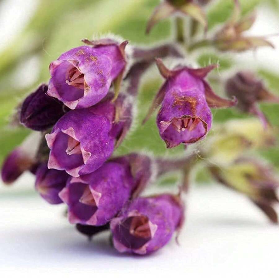 70 Perennial Symphytum Officinale Beinwell Herb Garden Seeds For Plants Live  Vegetable Seeds Plants Hosta Plants Live Plants Garden Plants Flower Seeds Plants For Outdoor Flowers For Outdoor Plant Seeds Not Seeds Perennial Flower Seeds Plant Seeds - 70 - View 1