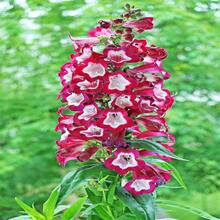 100 SENSATION MIX PENSTEMON Hartwegii Barttonge Colors Bicolor Red, Pink, White, Purple, White Flower Seeds - 種子 - 查看 7