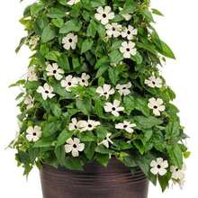 Black Eyed Susan Vine - Seeds - White - Thunbergia Alata - SEED - View 1