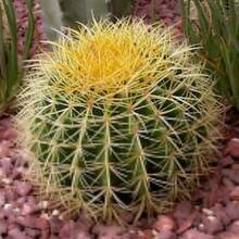 Recommend 50 CACTUS MIX 'Finest Mixed' Succulent Flower Seeds - 變體 1 - 查看 7
