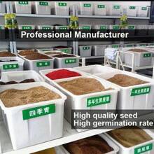 Delivery Within 3 Days! 50 Top Seeds With High Germination Rate, Including Small Azalea And Large Azalea, Angel's Flower Seeds