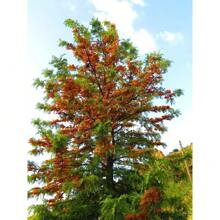 35 Silk Oak Orange Flowers Southern Silver Oak Grevillea Robusta Seeds