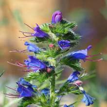 VIPERS BUGLOSS Seeds FREE Shipping Fresh & Organic Echium Vulgare Seeds Blue Outdoor Flower Seeds Wholesale Blueweed Echium Seeds