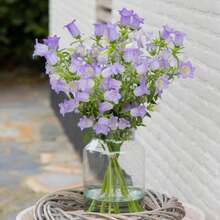 Campanula Medium Champion Lavender Seeds - Blooming Season - Attracts Pollinators - Low Maintenance - Plants In Spring/Summer 8060b - 種子 - 查看 8