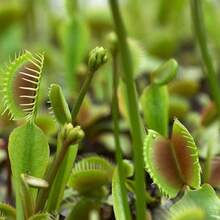 Seeds Gift 500Pcs Dionaea Muscipula Venus Flytrap Flower Seeds - 10 Seeds - Variant1 - View 5