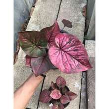 Kaladie Caladium Castle 100 Seeds - Variante 1 - Ver 2