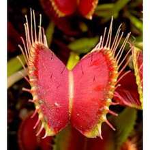 Dionaea Muscipula 100 Pieces Venus Fly Trap Plant Carnivorous Plant Seeds - Variant1 - View 2