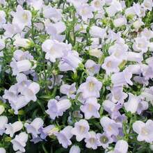 Campanula Medium Champion Lavender Seeds - Blooming Season - Attracts Pollinators - Low Maintenance - Plants In Spring/Summer 8060b - 種子 - 查看 5