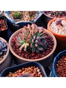 黑色火山岩土壤添加剂，适用于仙人掌和多肉植物，不含染料或化学物质，100%纯火山岩表层覆盖物，红色火山岩装饰石