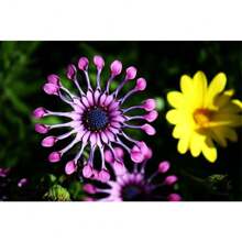 100 Pieces Of Rare Purple Forget-Me-Not Seeds For Planting - 變體1 - 查看 5