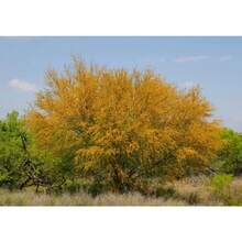 Sweet Acacia Tree - Huisache Acacia Farnesiana - 50 Seeds - View 3