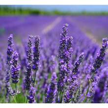 Lavender Seeds For Planting Flower Seeds Pack