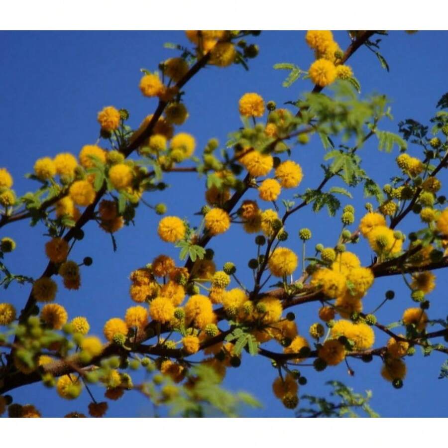 Sweet Acacia Tree - Huisache Acacia Farnesiana - 50 Seeds - View 1