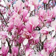 5 SAUCER MAGNOLIA X Soulangeana Denudata & Liliiflora 5 - 10" Pink And White Tulip Tree Seeds