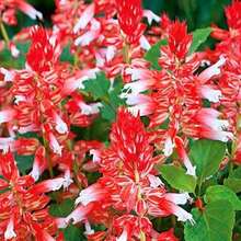 Scarlet Sage Amore Scarlet Bicolor Flowers 10 Seeds - Salvia Splendens GMO FREE