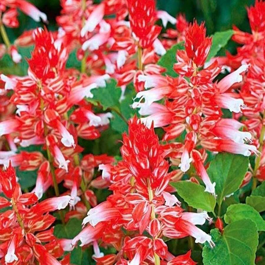 Scarlet Sage Amore Scarlet Bicolor Flowers 10 Seeds - Salvia Splendens GMO FREE