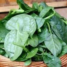 Large-Leaf Auricularia Auricula Seeds High-Yield Planting Rapeseed Large Round-Leaf Four-Season Vegetable Seeds Seedlings Vegetable Seeds 800 Seeds