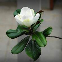 200pcs Southern Daffodil Seeds - For Gardens And Plant Planting - Beautiful Flowers And Greenery - 200Pcs - View 3
