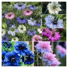Color Mix 2000 Seeds Annual Nigella Love-In-One-Fertilizer Jewel Flowers Seed Mix For Planting - 2000 - View 2
