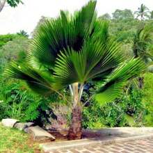 100pcs Seeds Fiji Fan Palm Tree Seeds Pritchardia Pacifica Fast Growing Tropical Plant - Variant1 - View 7