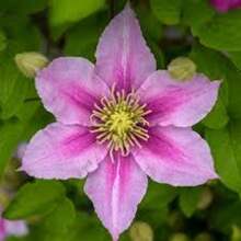 Clematis Kleine Entlein Samen 15